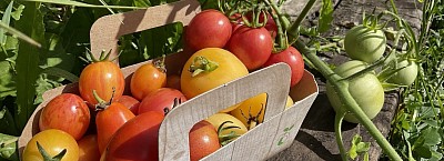 Tomate 🚫 SANS PRODUIT CHIMIQUE