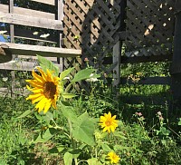 Fleurs noyan