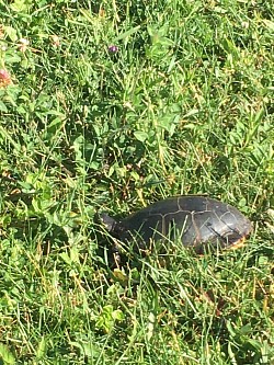 Perdu! notre Tortue Têtue