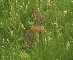 Un Lapin? Regarde 👀 Bien