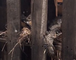 Merlin et les siens