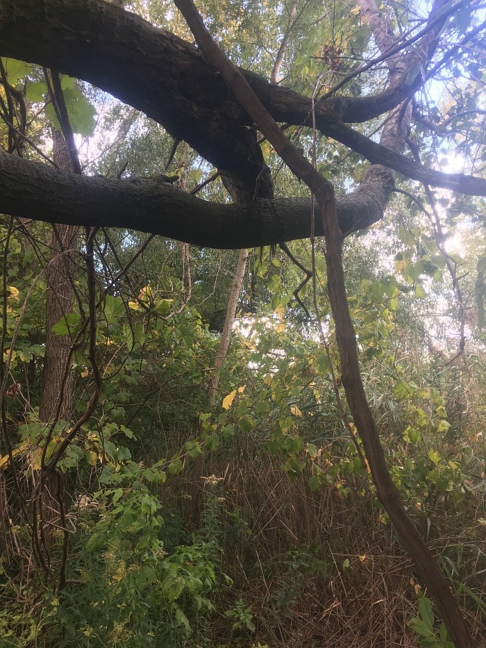 Arbre féérique, sous-bois de Noyan
