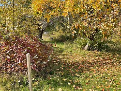 Allée des pommiers