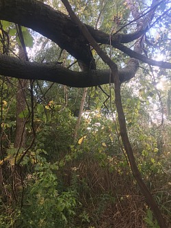 Sous-bois féérique