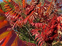 Sumac de Vinaigrier