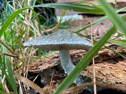 Champignon à découvrir