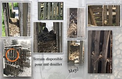 Merles dans palettes ♻️