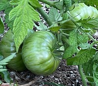 Cendre comme fertilisant au jardin