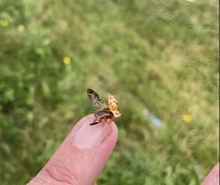 Coccinnelle sur mon doigt