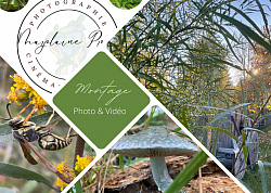 Montage (publication)