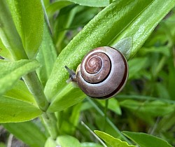 Paolo L’escargot